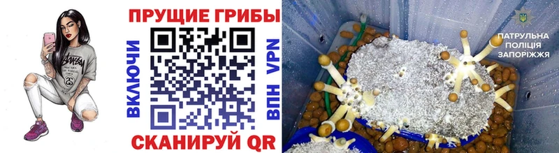 Купить  Белёв  Галлюциногенные грибы мицелий 